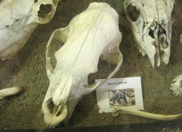 Photo of Ursus americanus by <a href="http://www.flickr.com/photos/dianesdigitals/">Diane Williamson</a>
